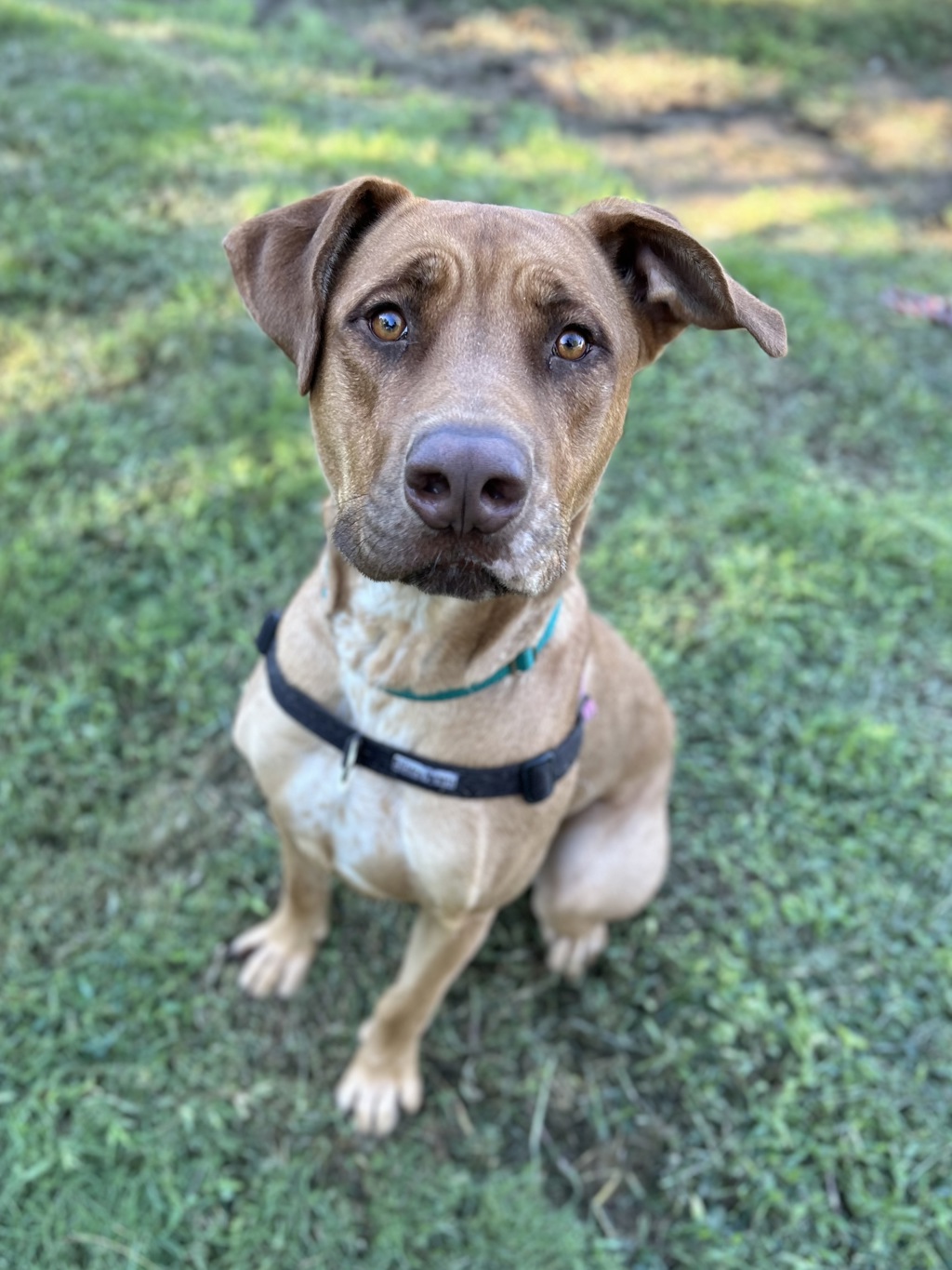 Whiskey (was Hugo)