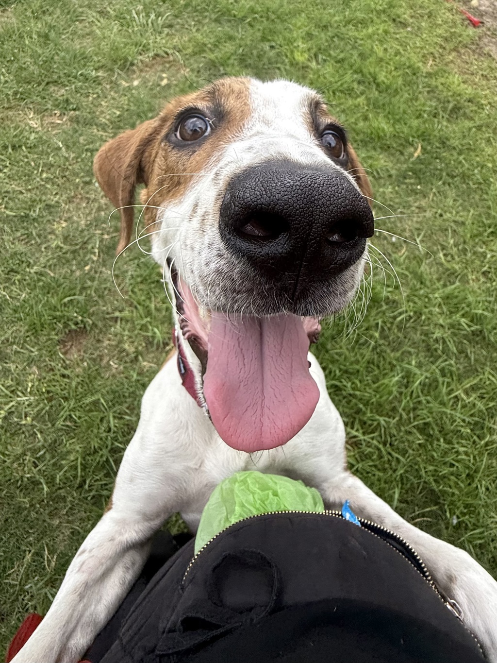 Pupperoni