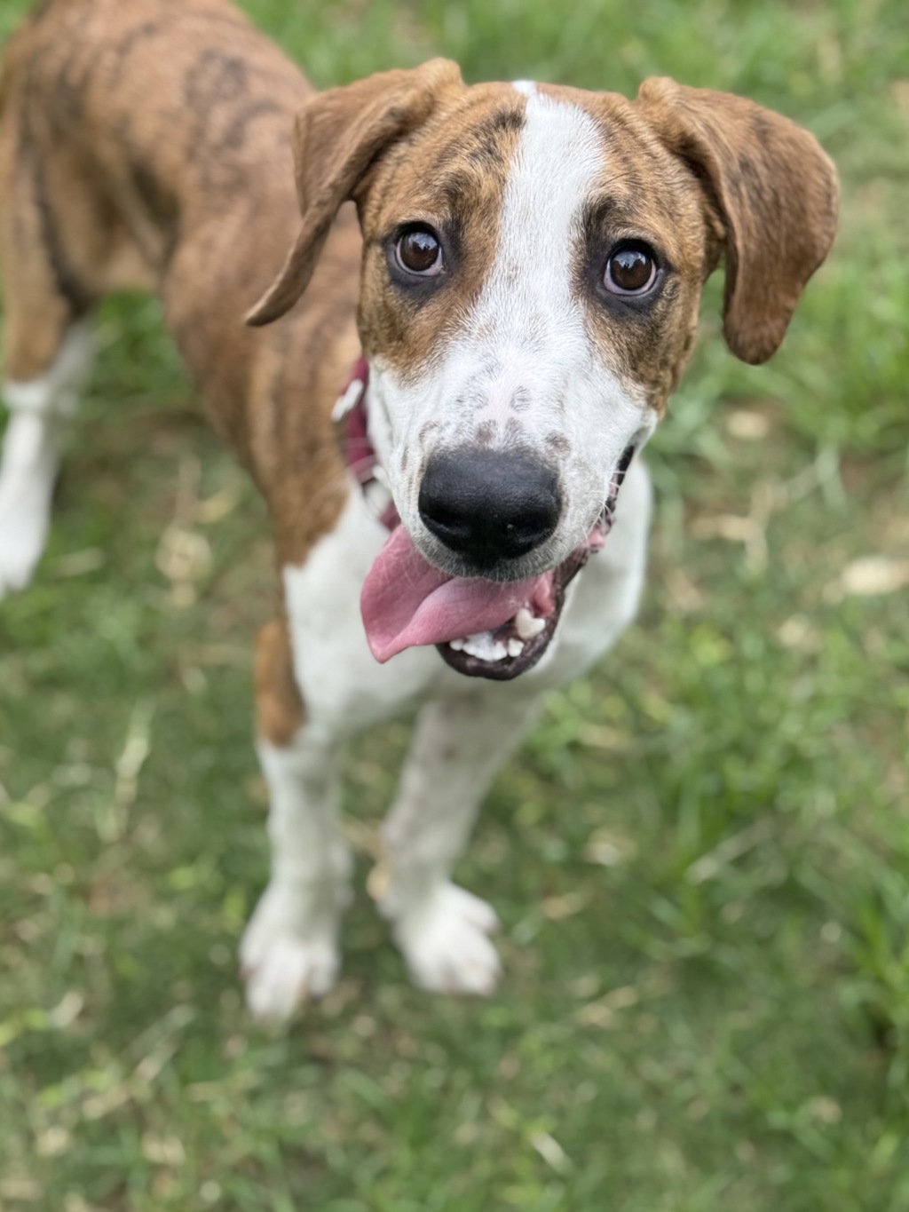 Pupperoni