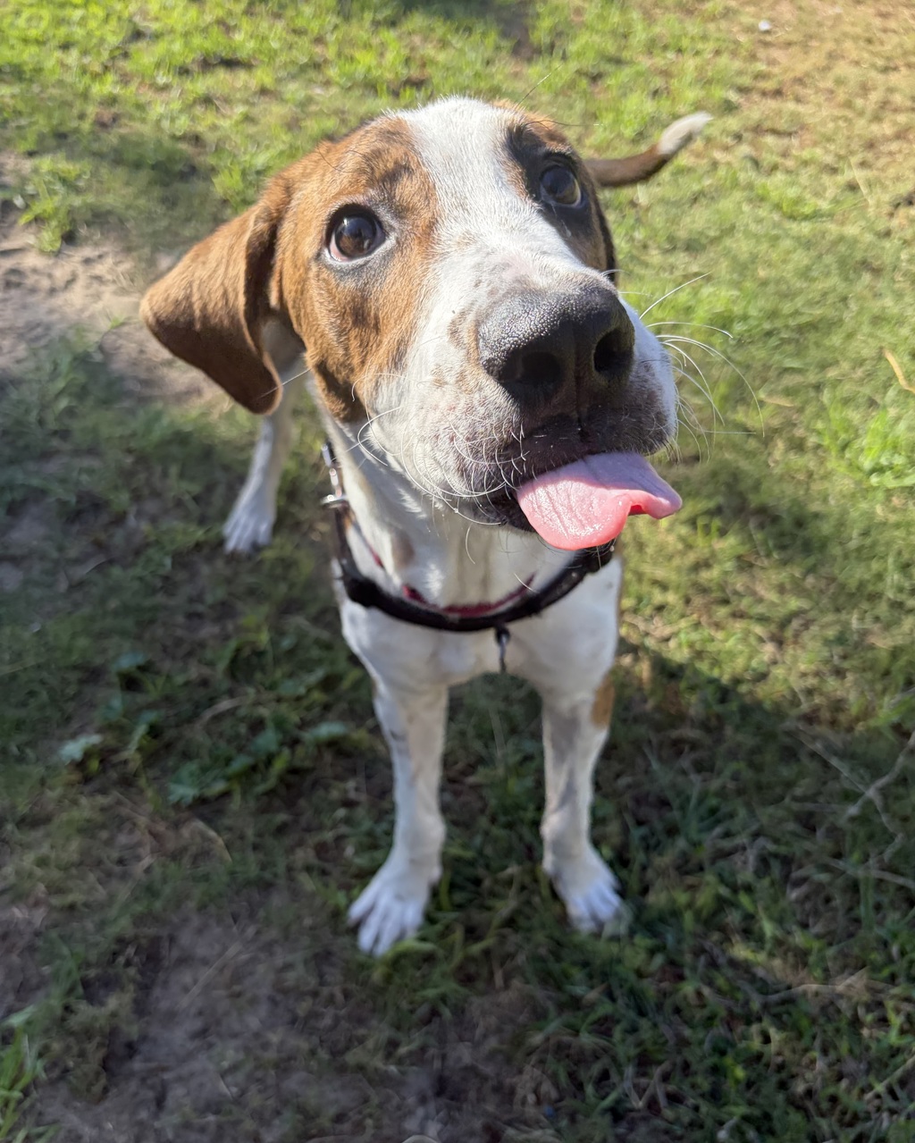 Pupperoni
