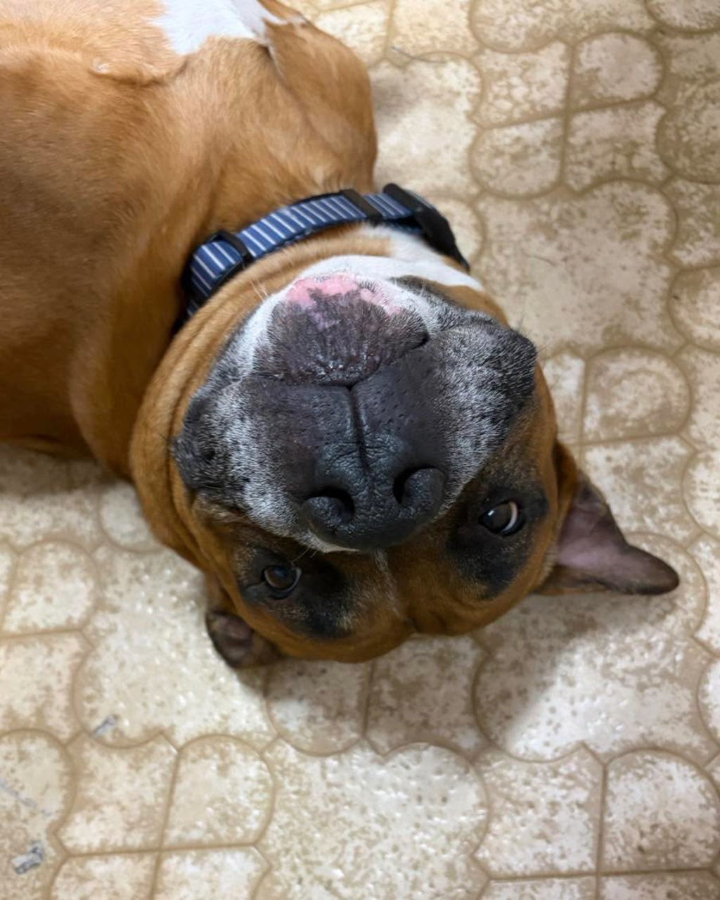 Buster