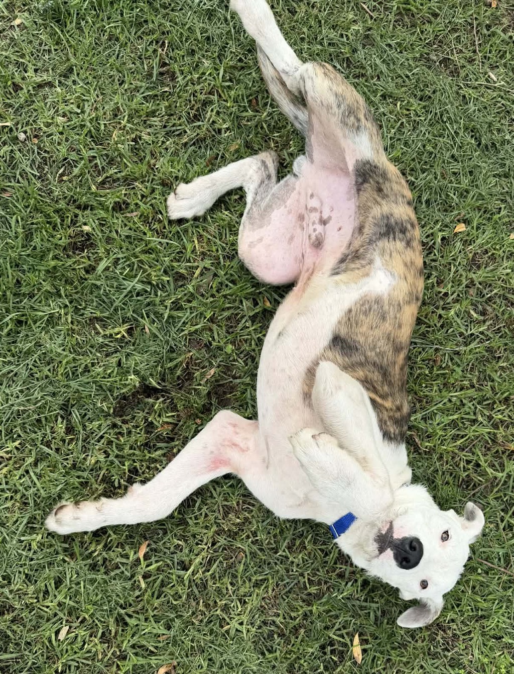 McGruber (now Buddy)