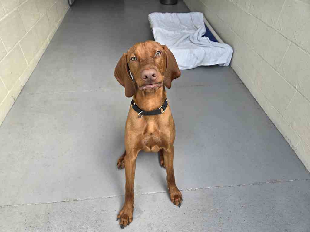 Wilbur