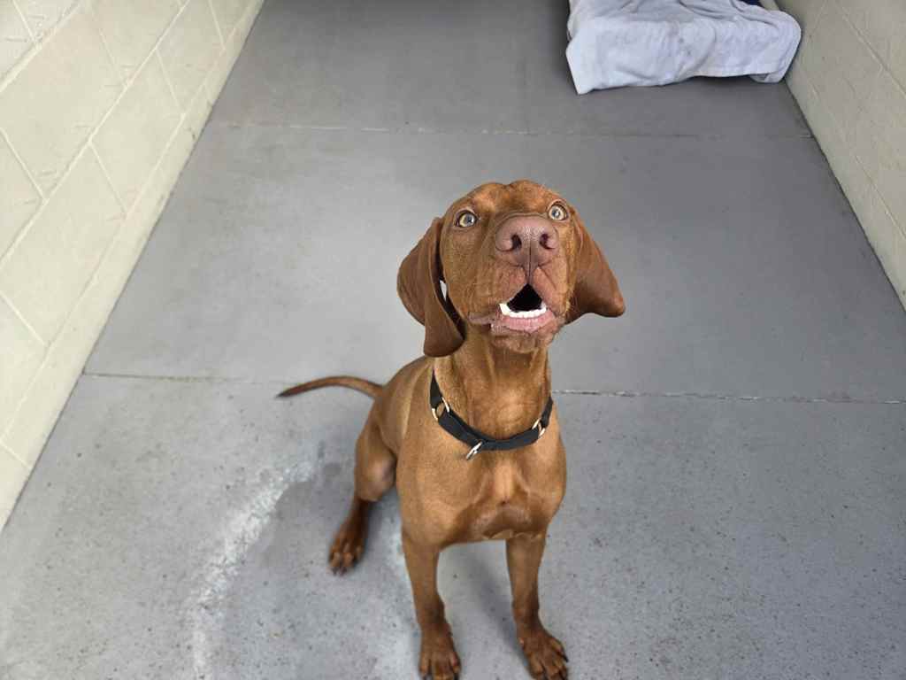 Wilbur