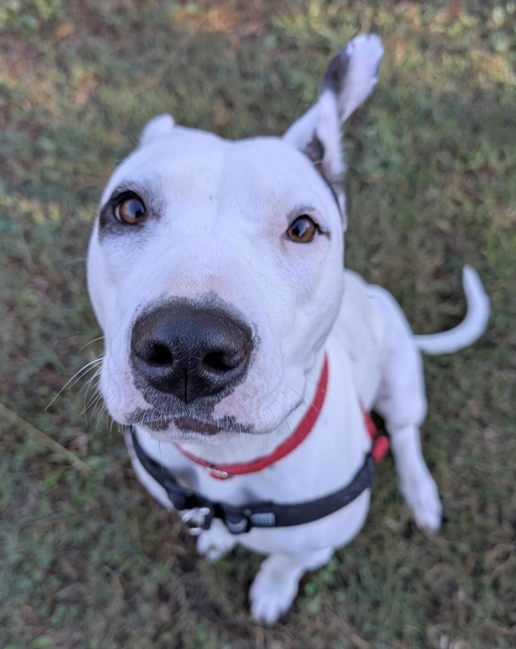Stella