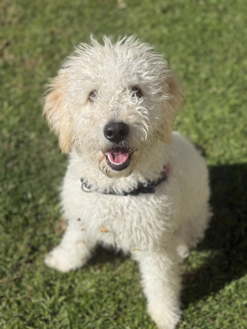 Lulu