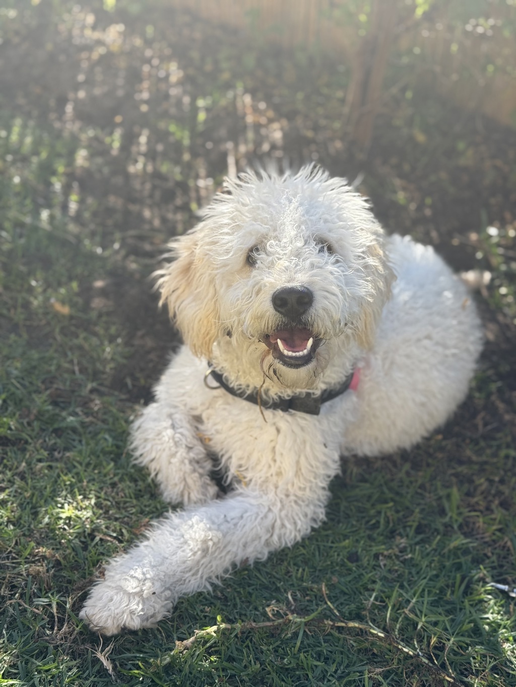 Lulu