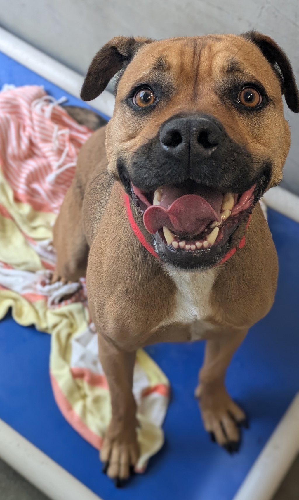 Lyla