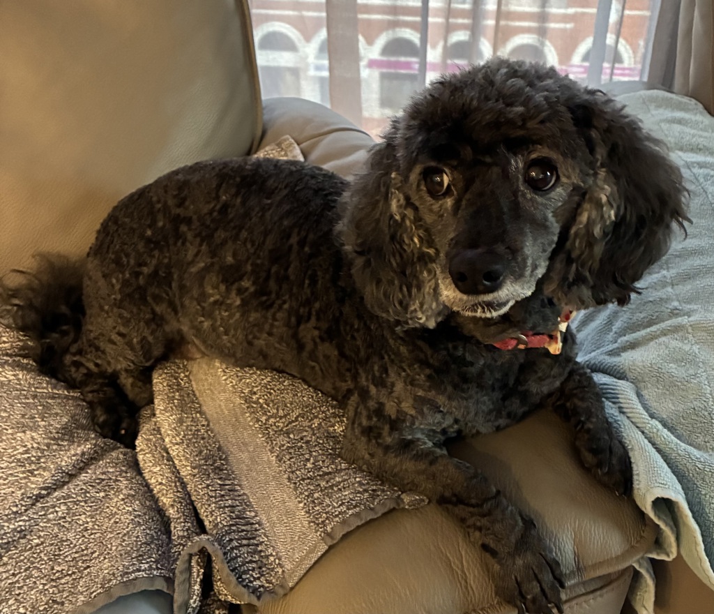 Josie