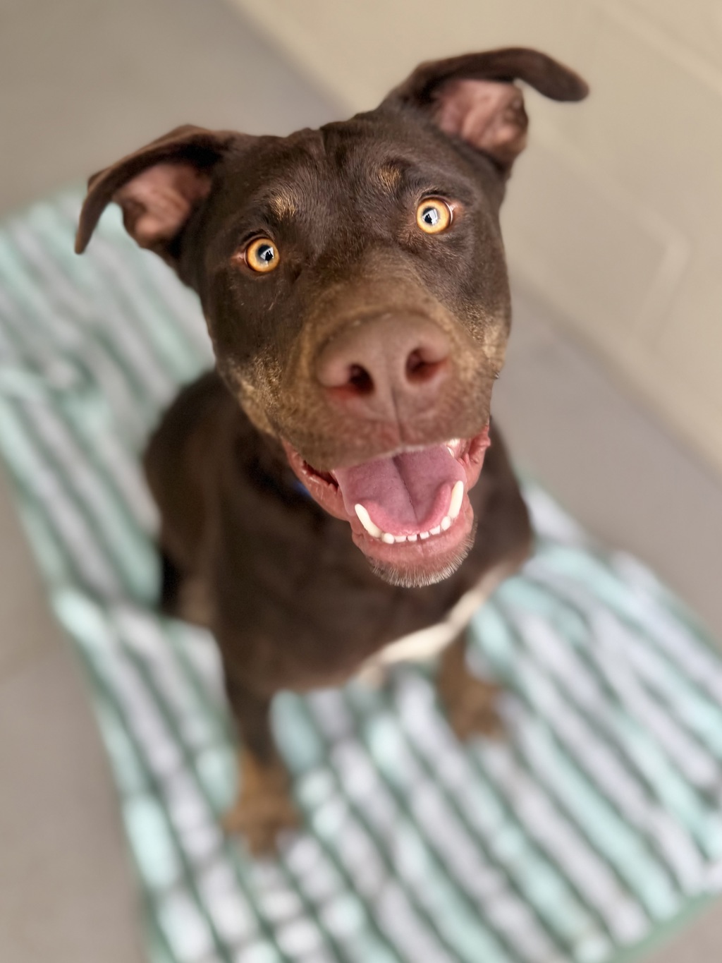 Enzo
