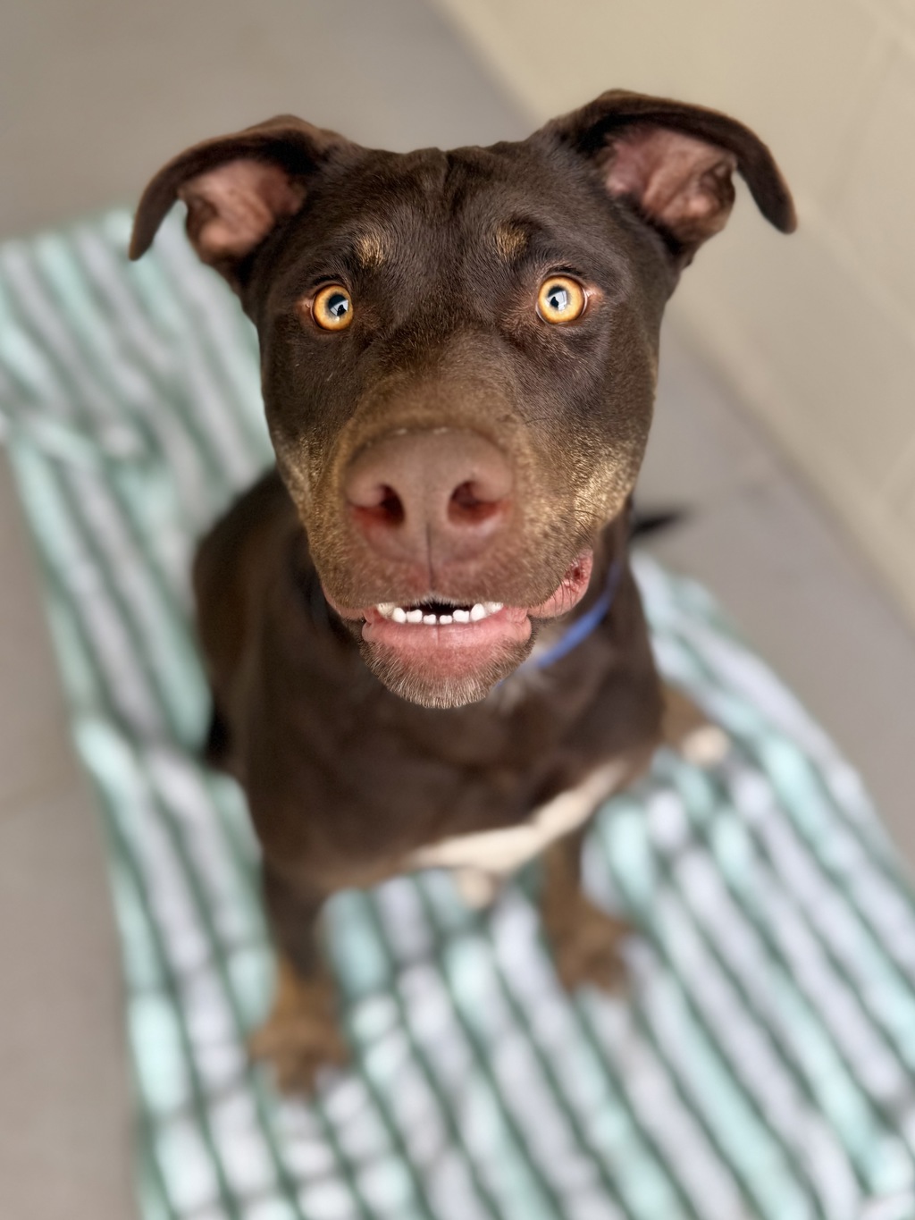 Enzo