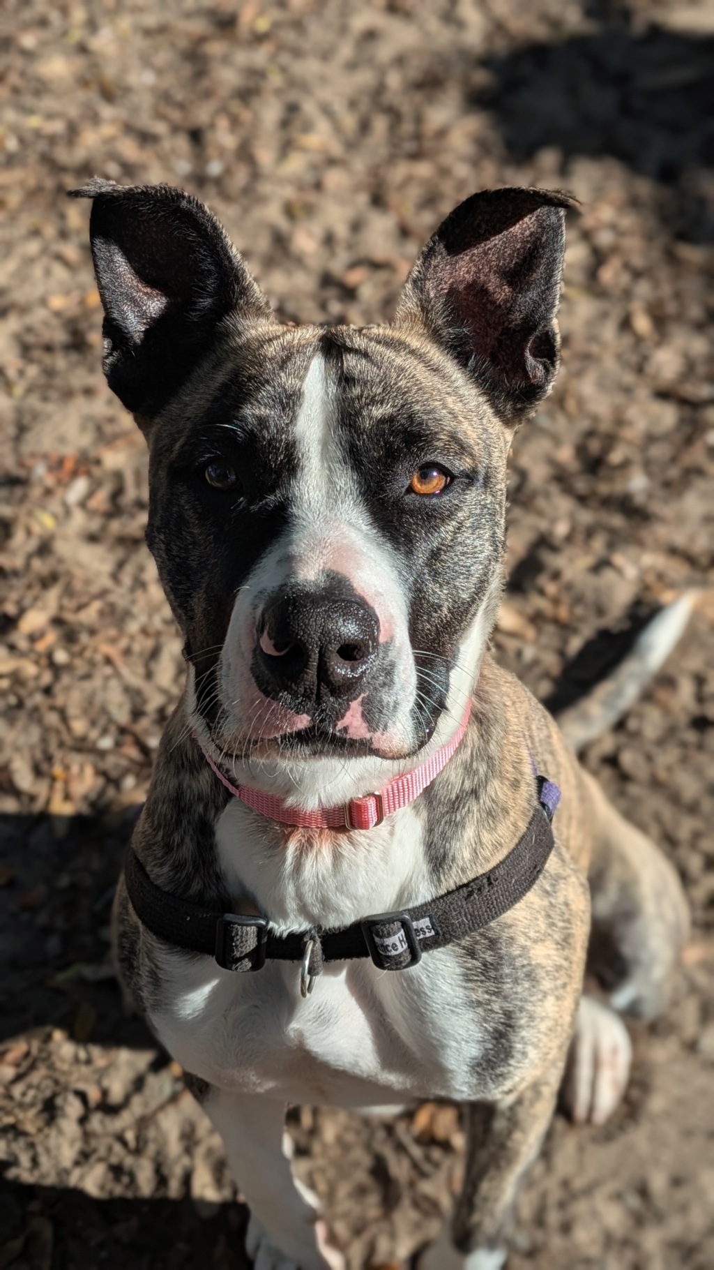 Moxie