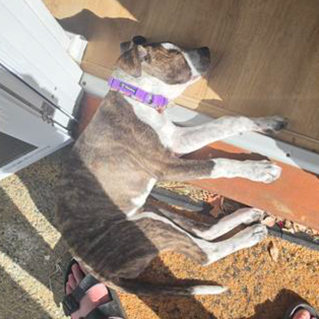 Maisy