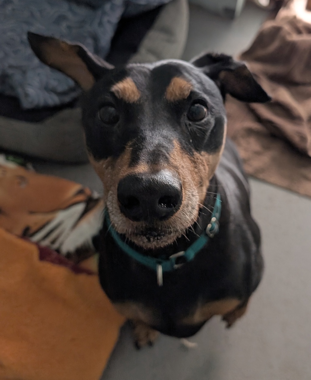 Otto