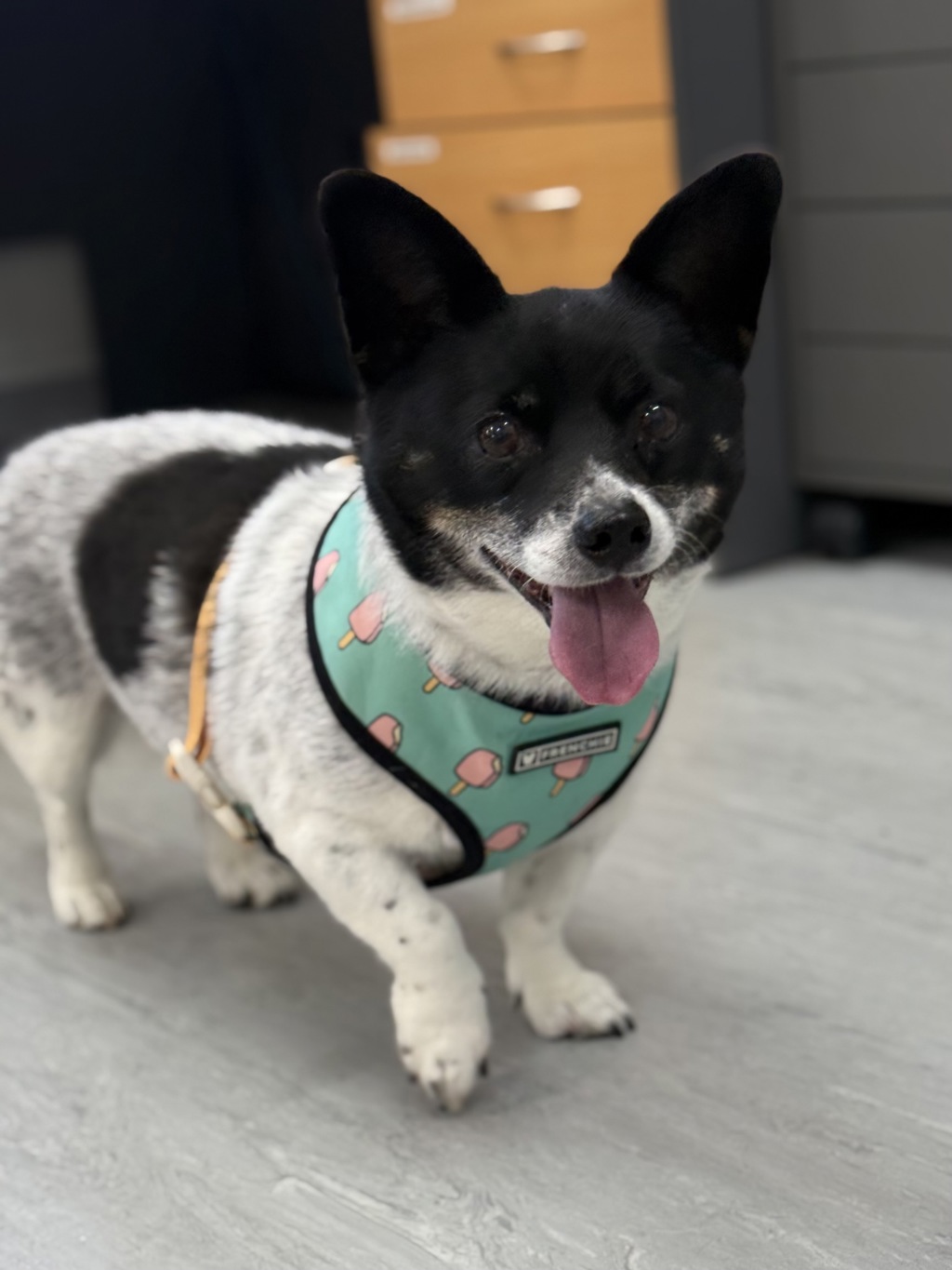 Pedro