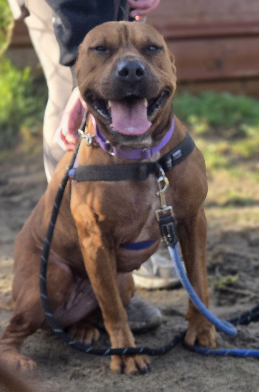 Roxy