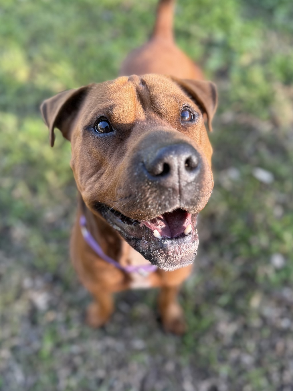 Roxy