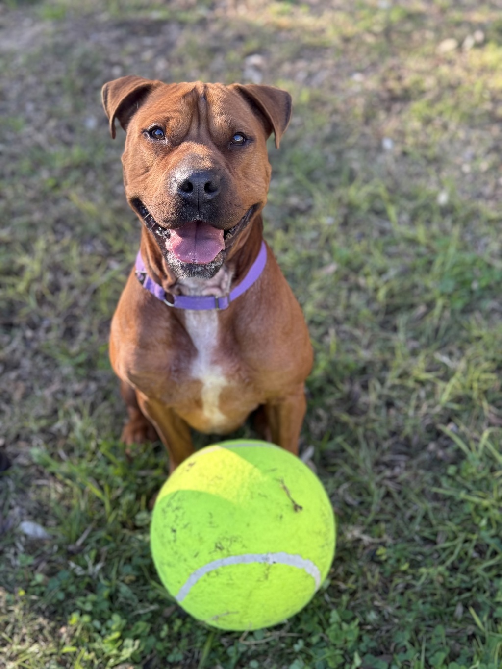 Roxy