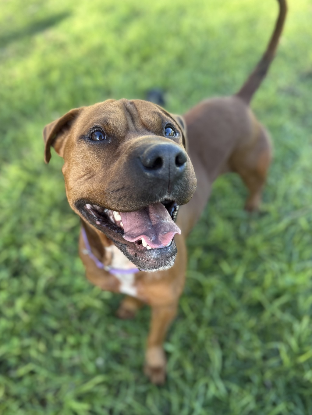 Roxy