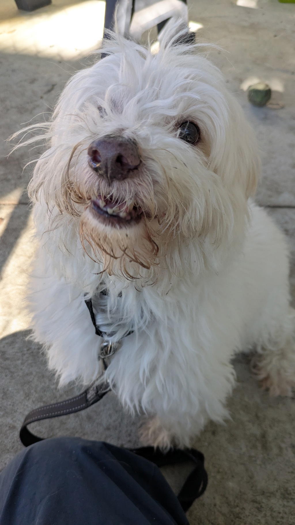 Teddy