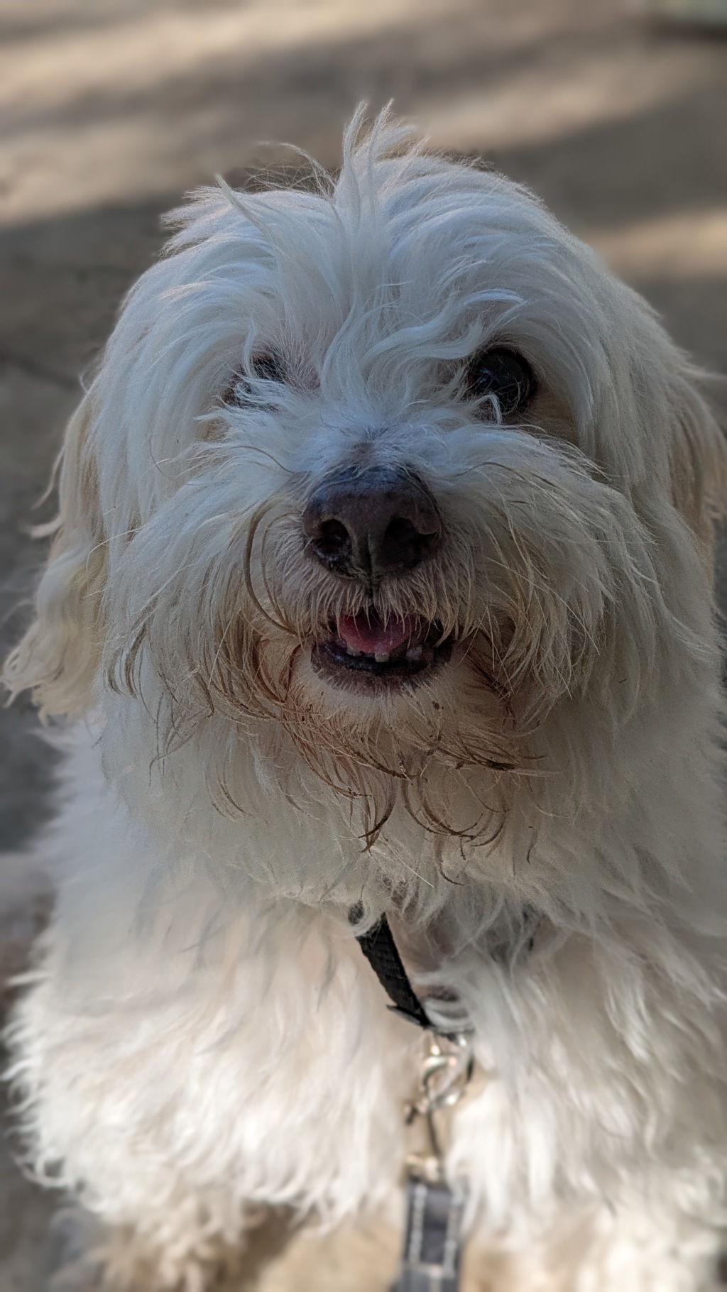 Teddy