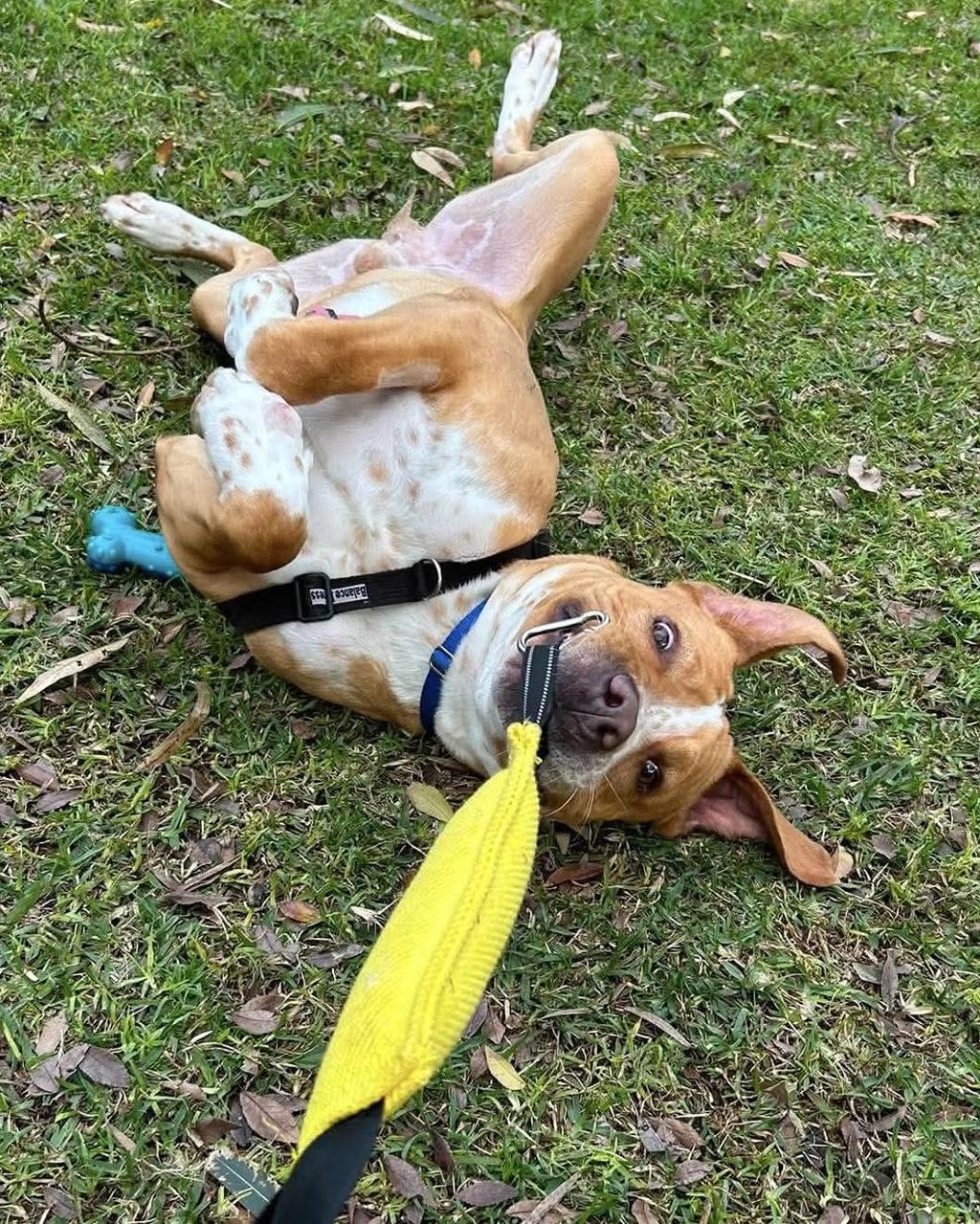 Kash