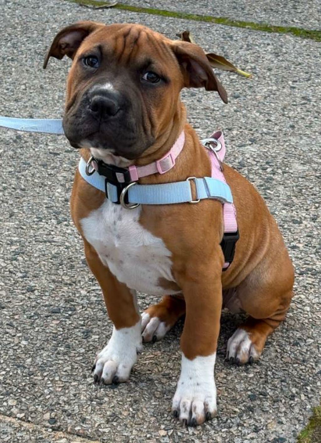 Gina