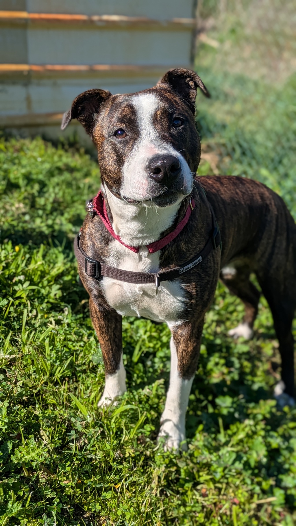 Shylo