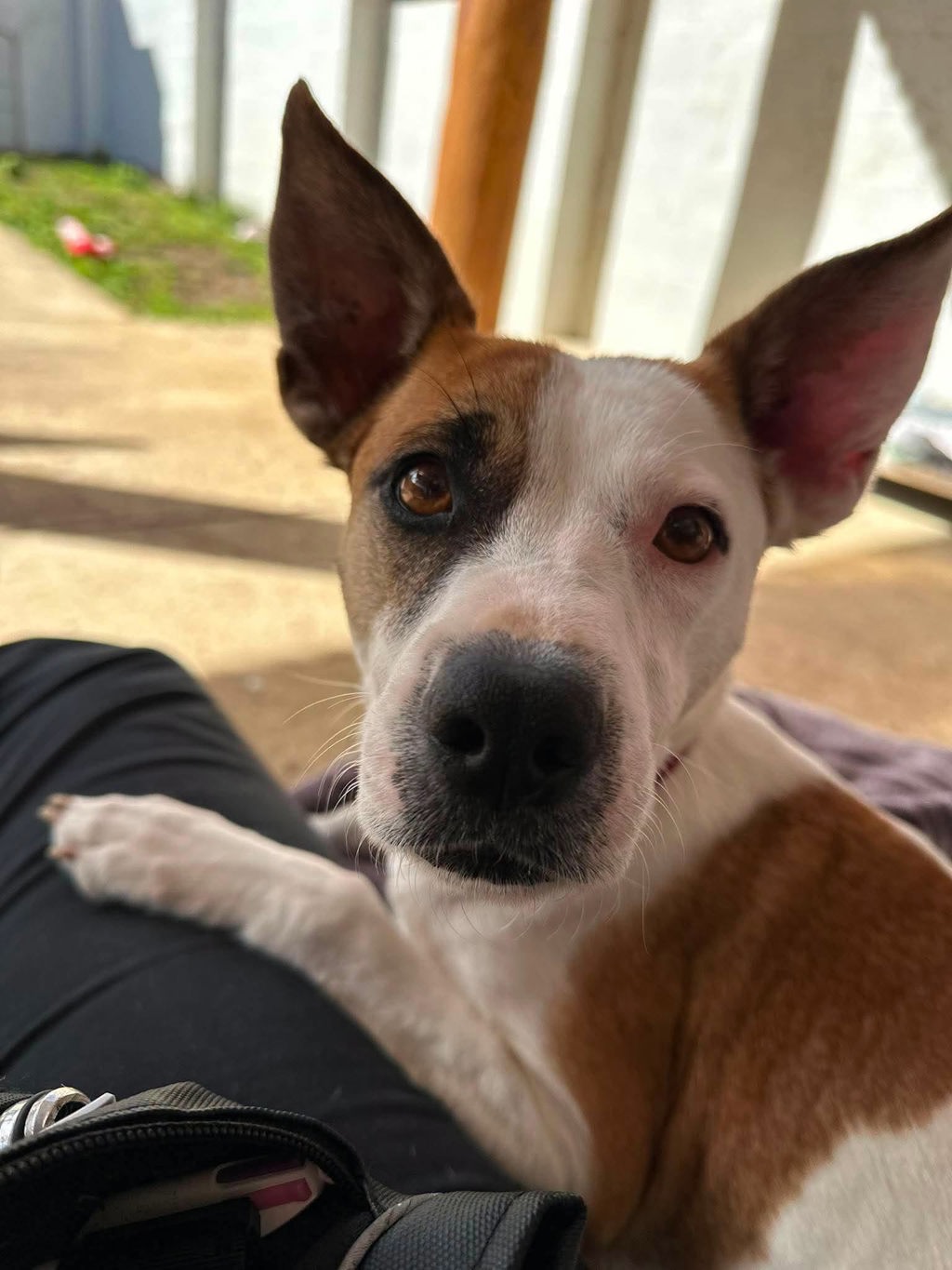 Lily
