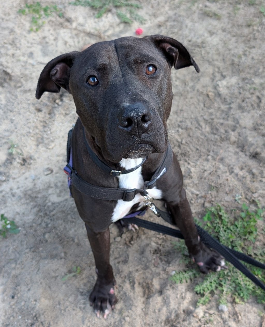 Stasy