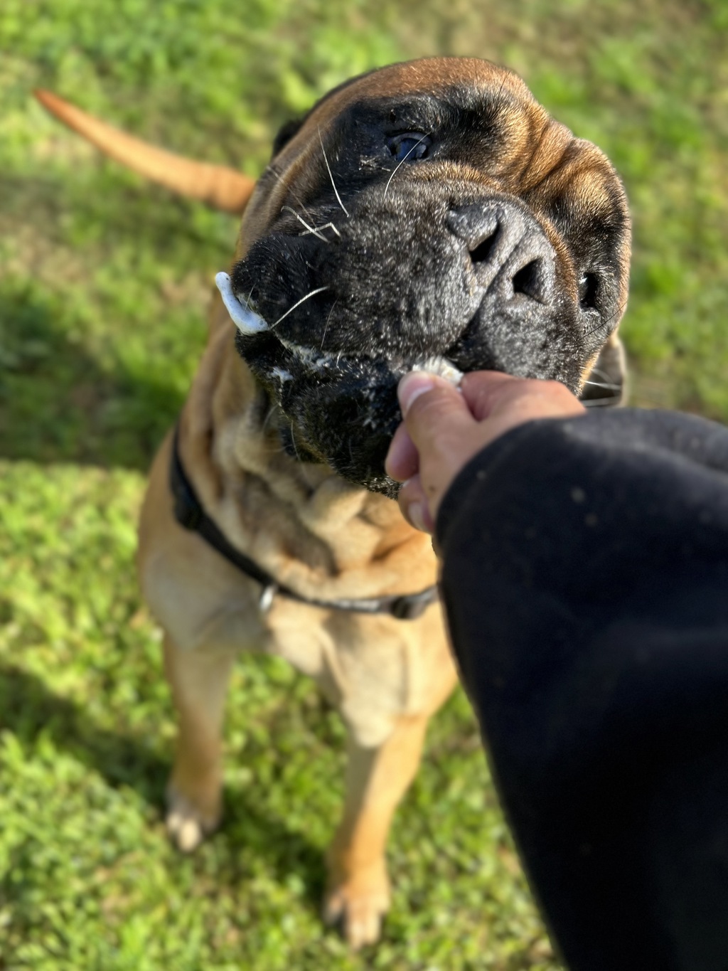 Chase