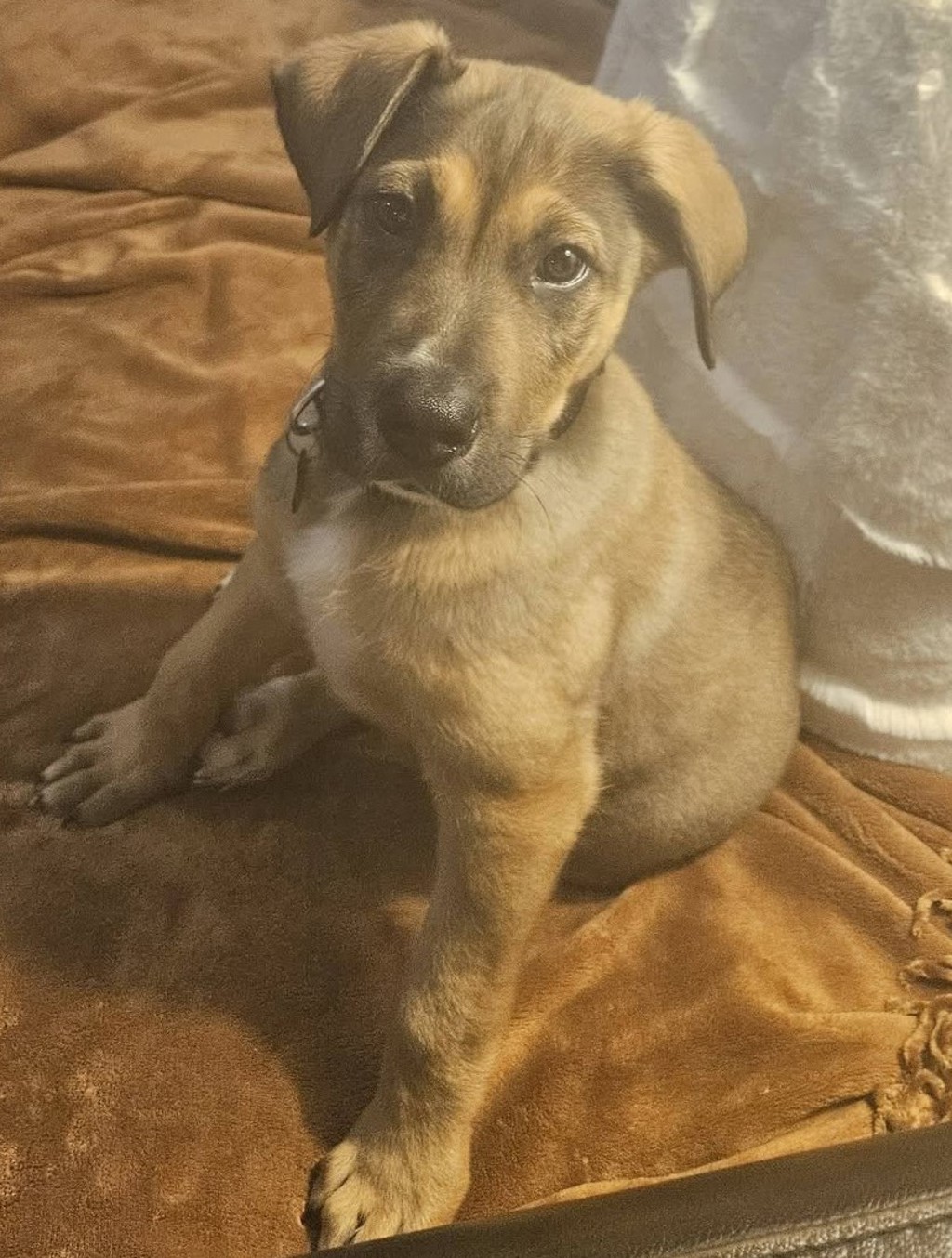 Arlo