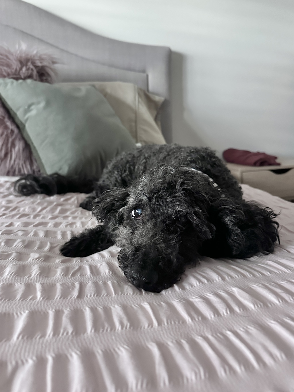 Zeus