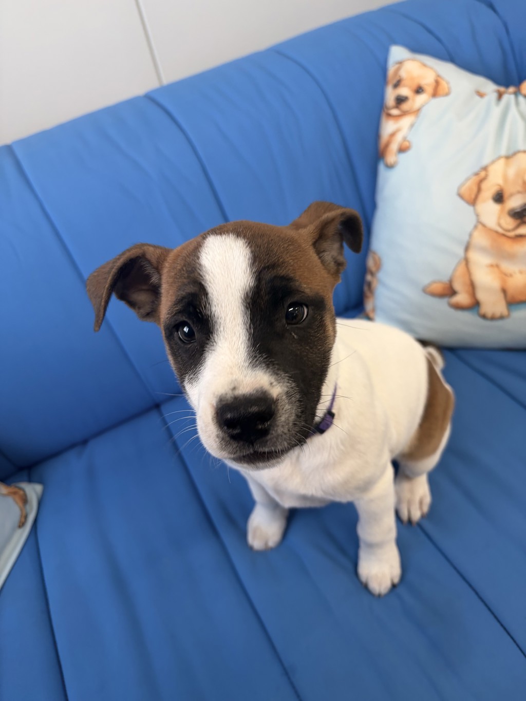 Dior (now Nelly-Rose)