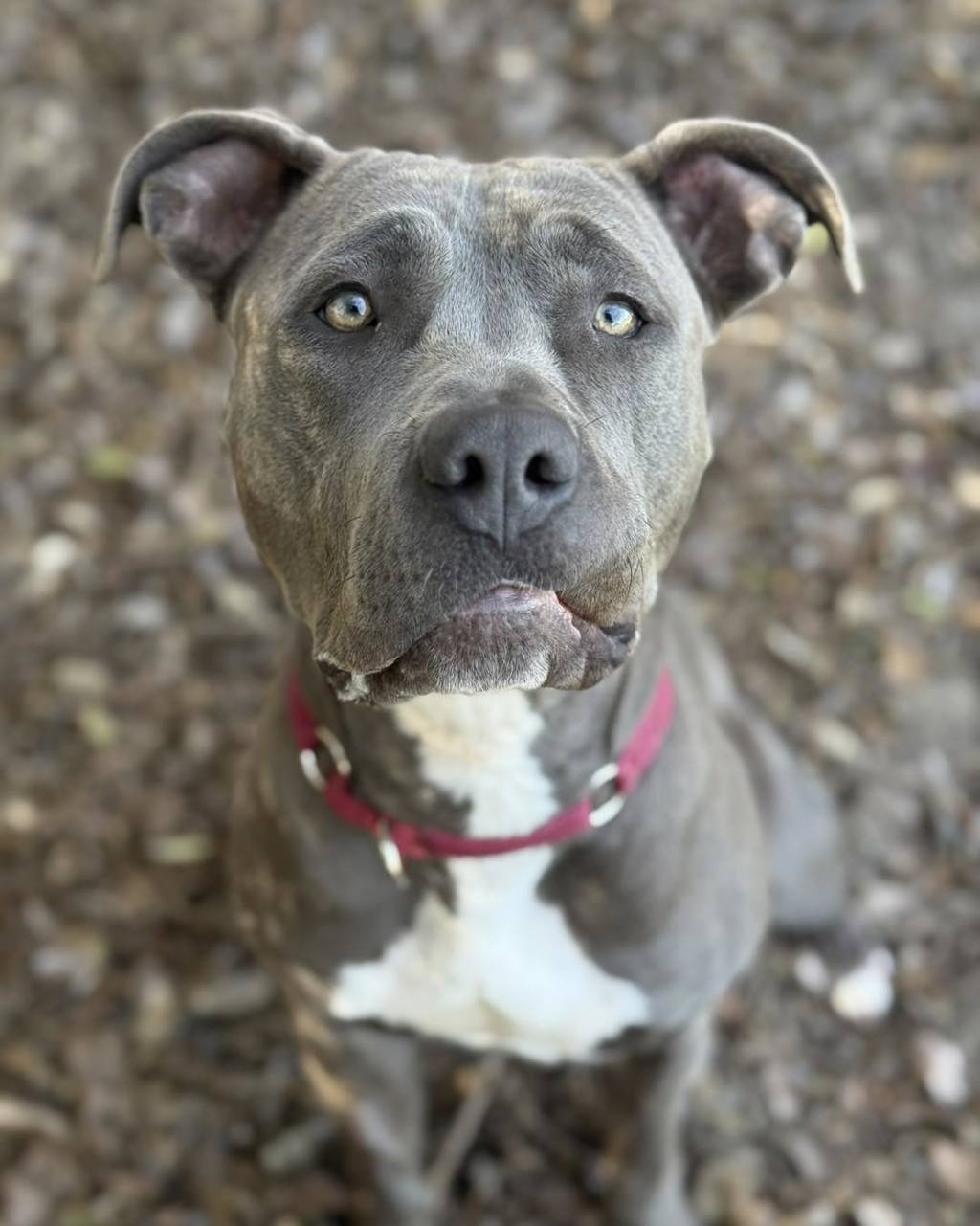 Nahla