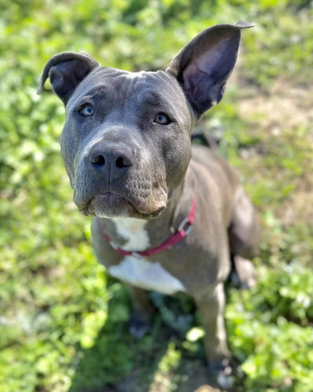 Nahla