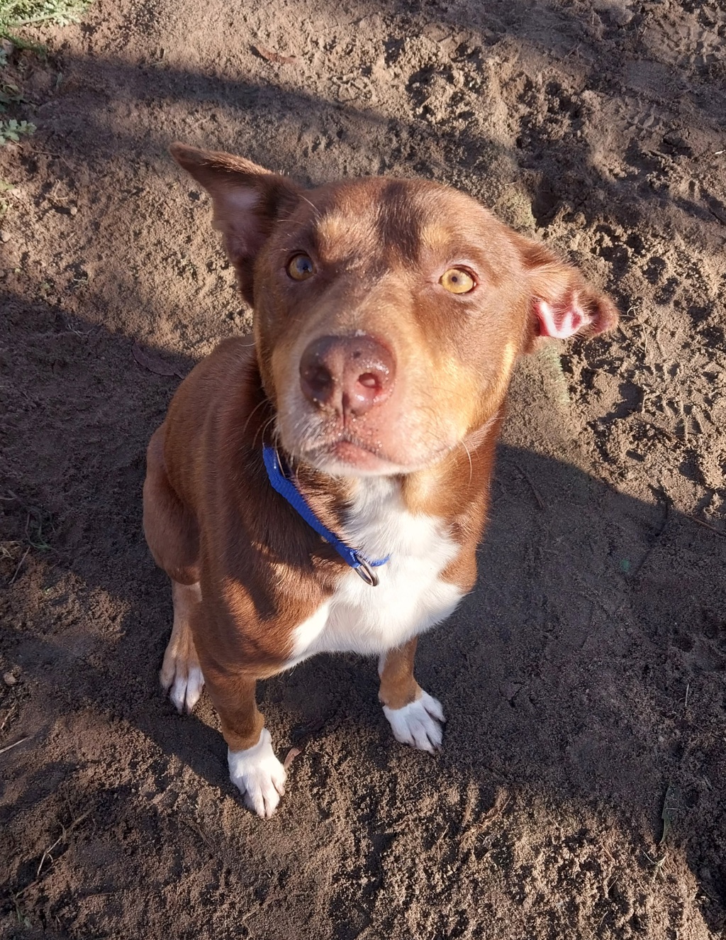 Kenai (now Benji)