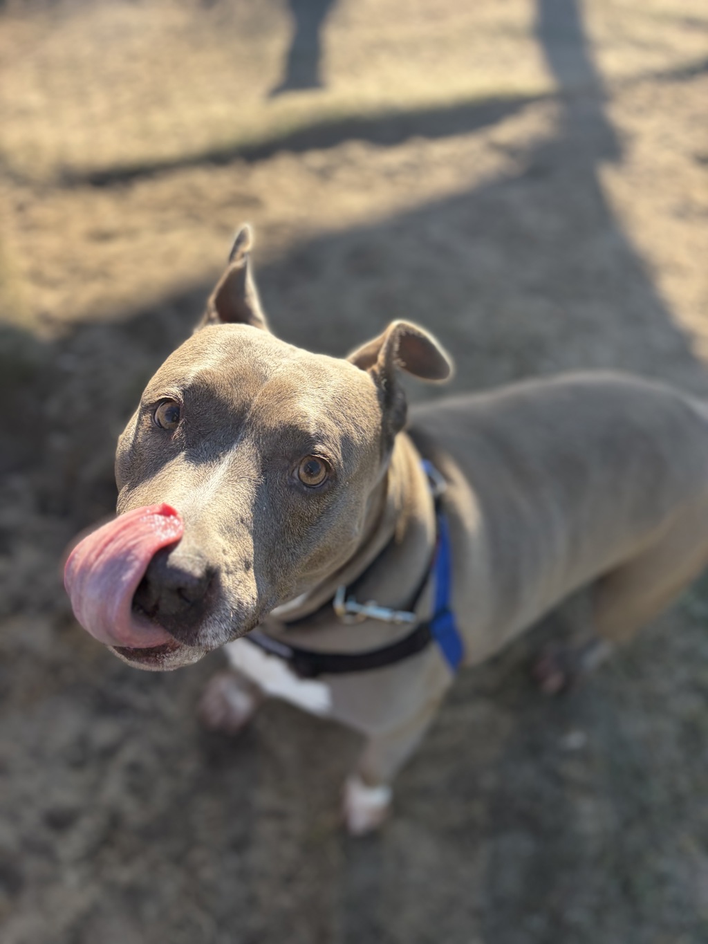 Bella