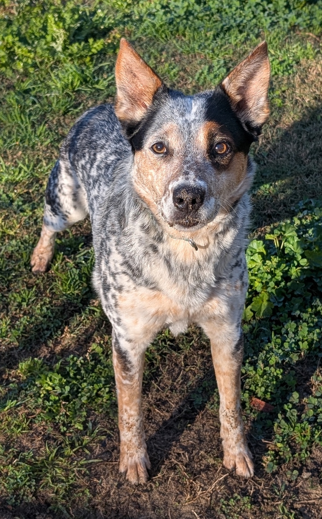 Luna C