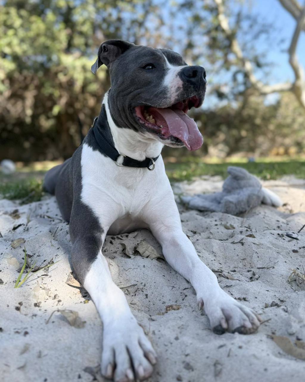 Ace