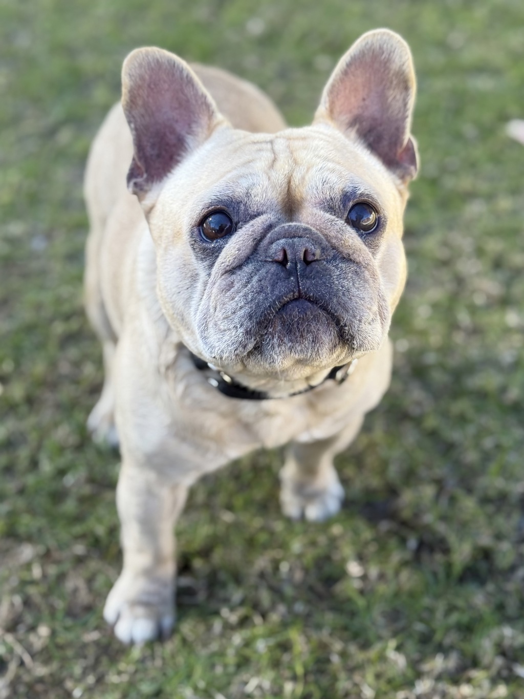 Lulu