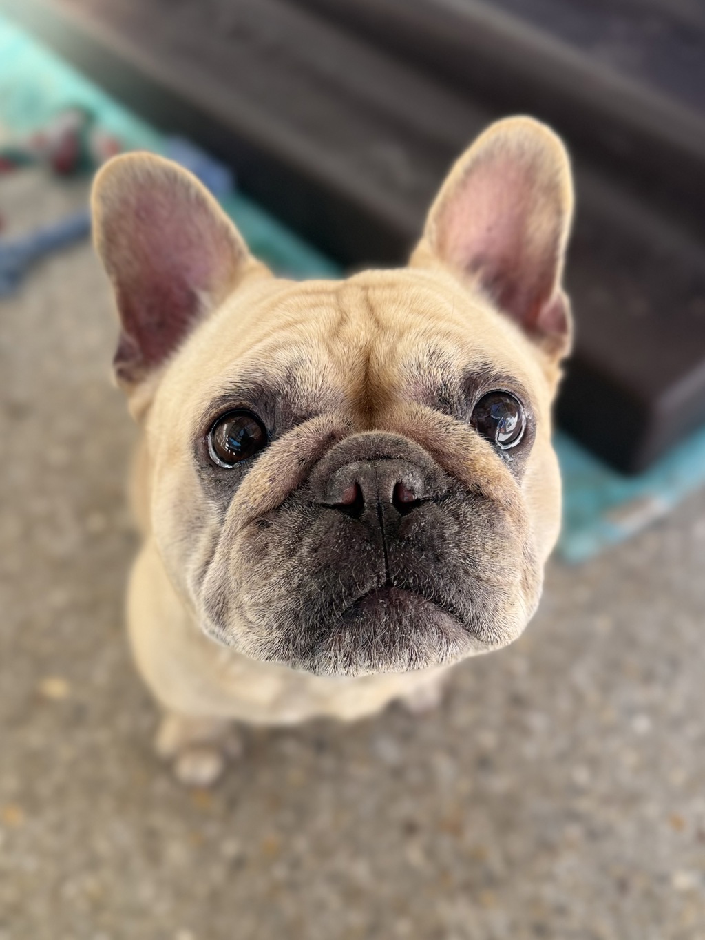 Lulu