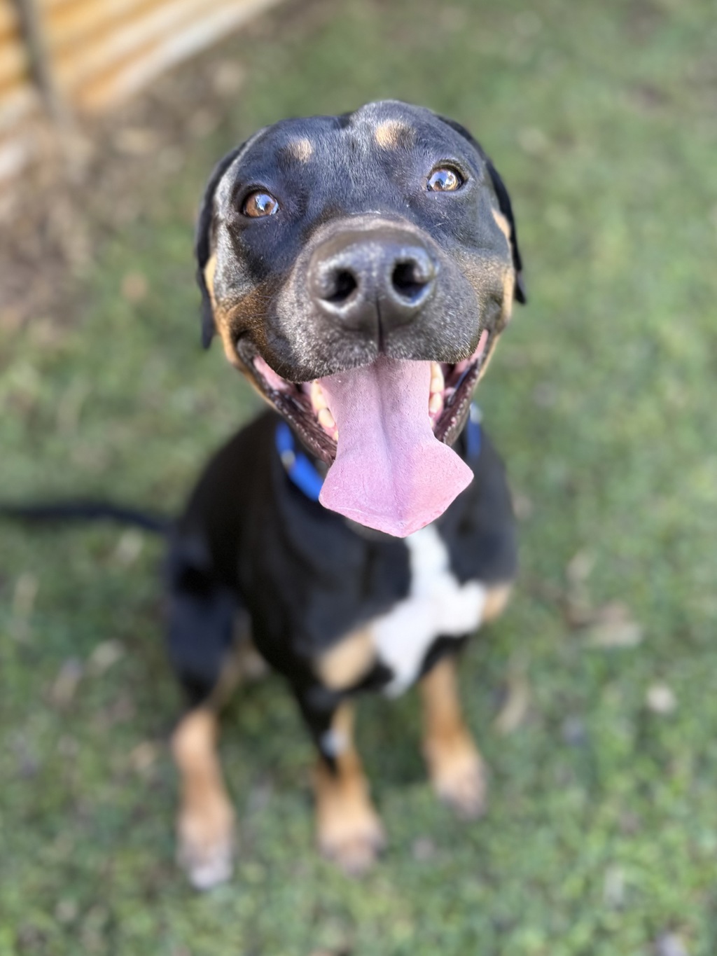 Knox