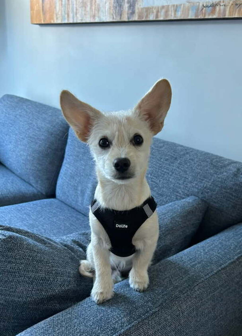 Ollie