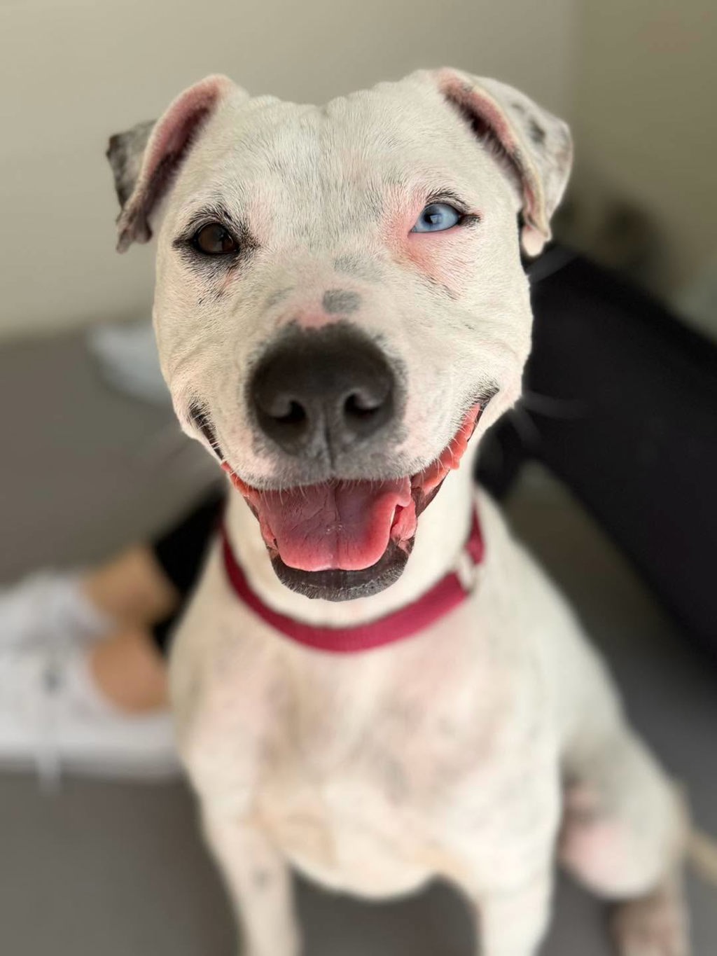Amelia