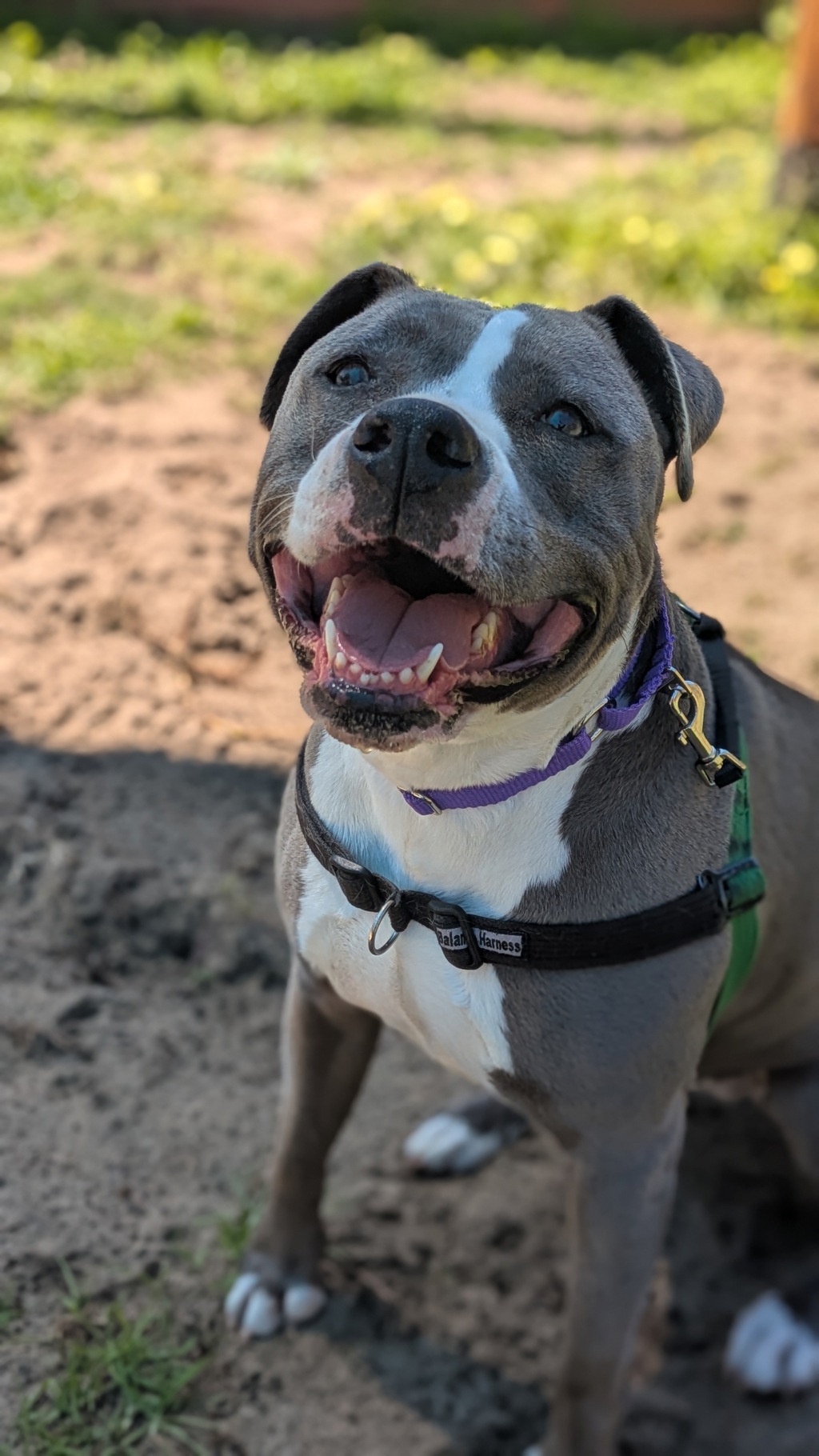 Dora