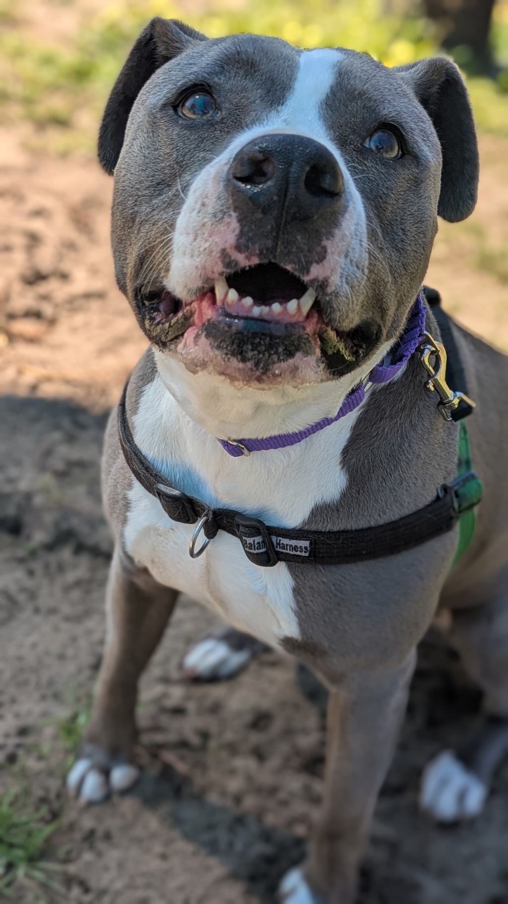 Dora