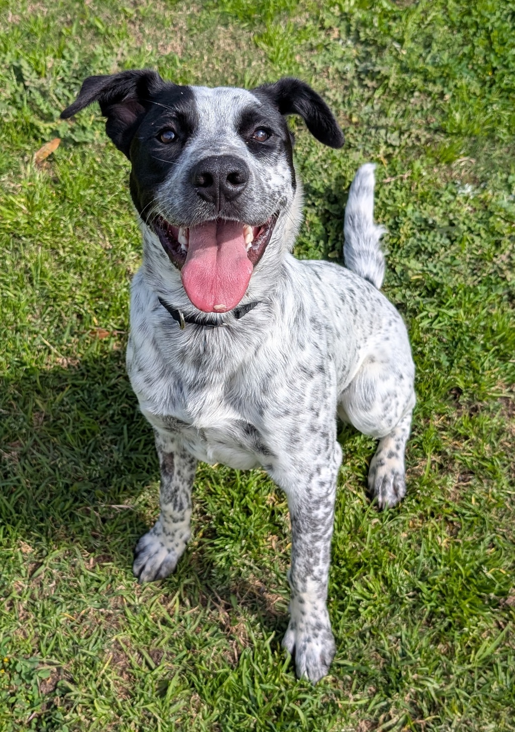 Oscar
