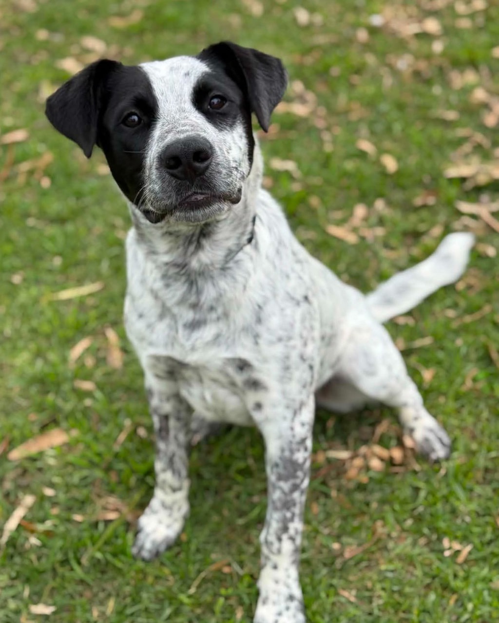 Oscar
