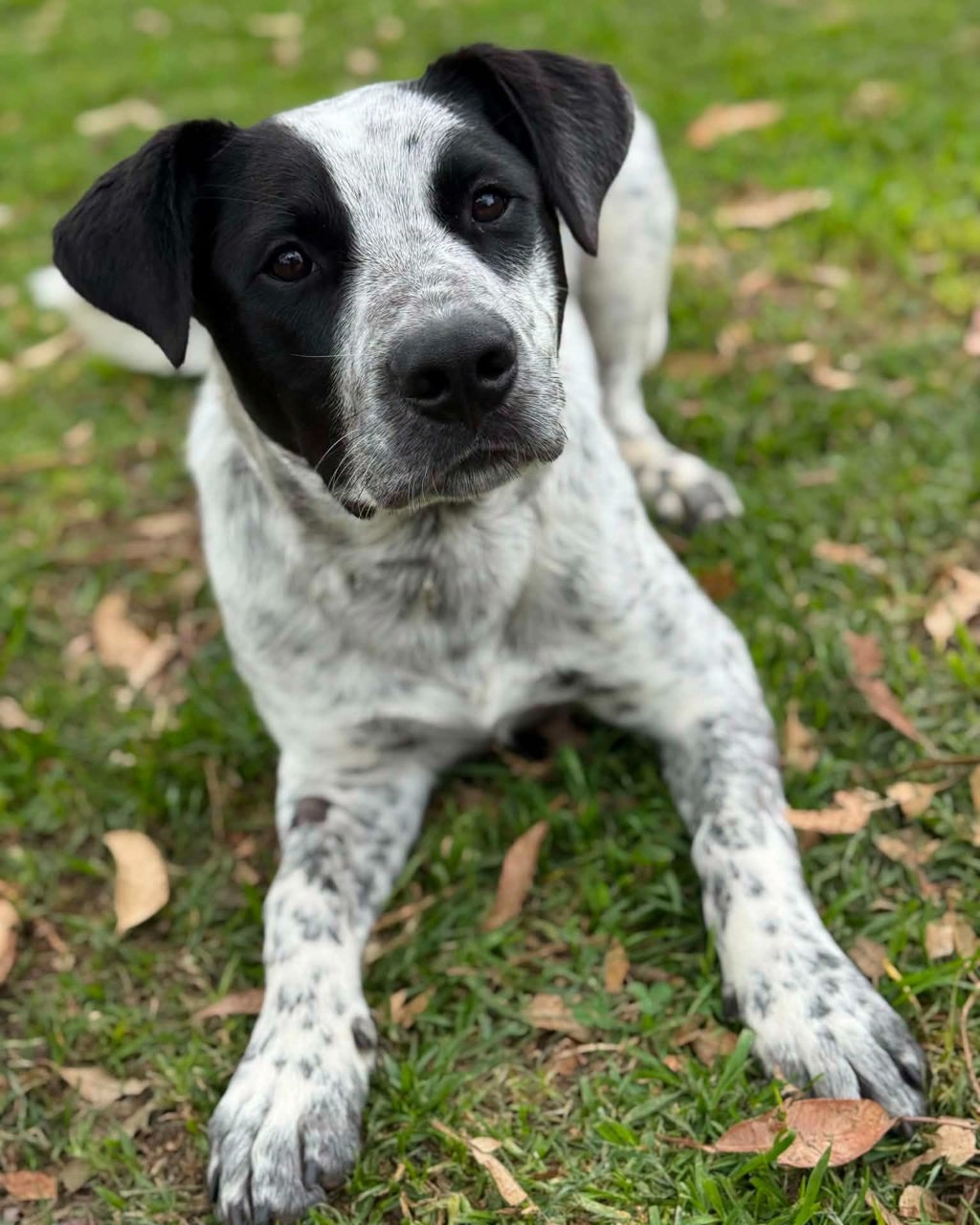 Oscar
